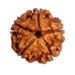 CRYSTCOP - 5 MUKHI RUDRAKSHA