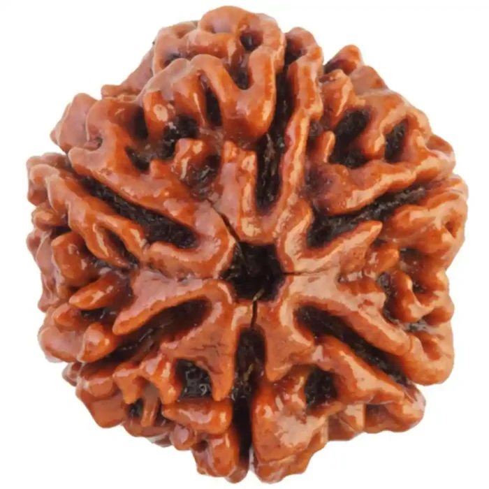 CRYSTCOP - 6 MUKHI RUDRAKSHA