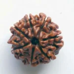 CRYSTCOP - 7 MUKHI RUDRAKSHA