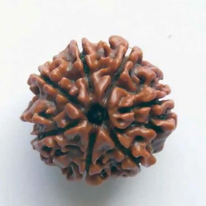 CRYSTCOP - 7 MUKHI RUDRAKSHA