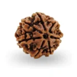 CRYSTCOP - 7 MUKHI RUDRAKSHA