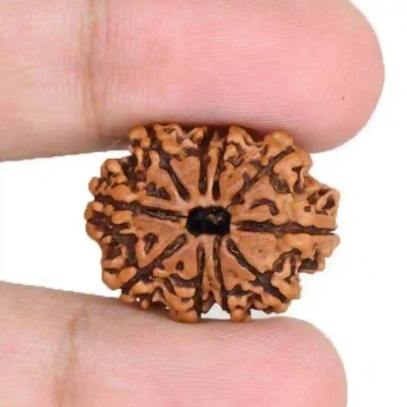 CRYSTCOP - 10 MUKHI RUDRAKSHA