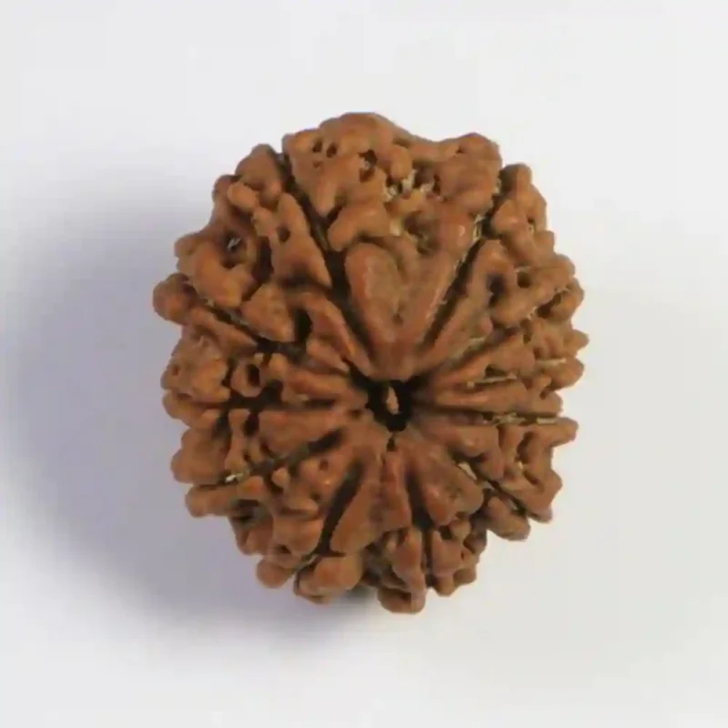 CRYSTCOP - 11 MUKHI RUDRAKSHA