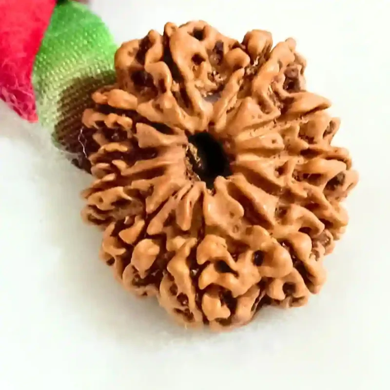 CRYSTCOP - 11 MUKHI RUDRAKSHA