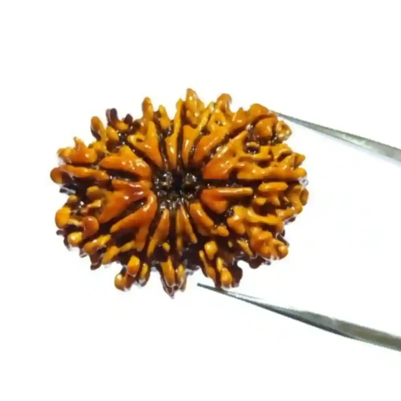 CRYSTCOP - 12 MUKHI RUDRAKSHA