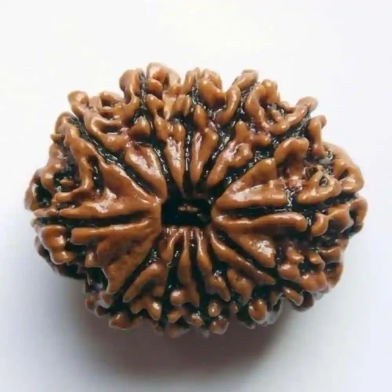 CRYSTCOP - 12 MUKHI RUDRAKSHA