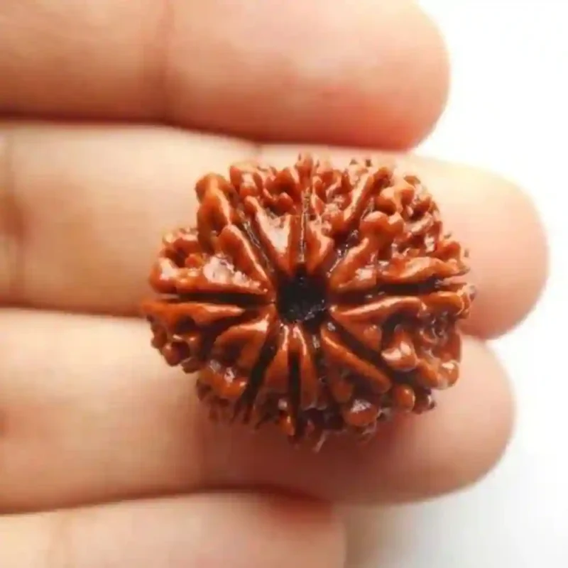 CRYSTCOP - 9 MUKHI RUDRAKSHA