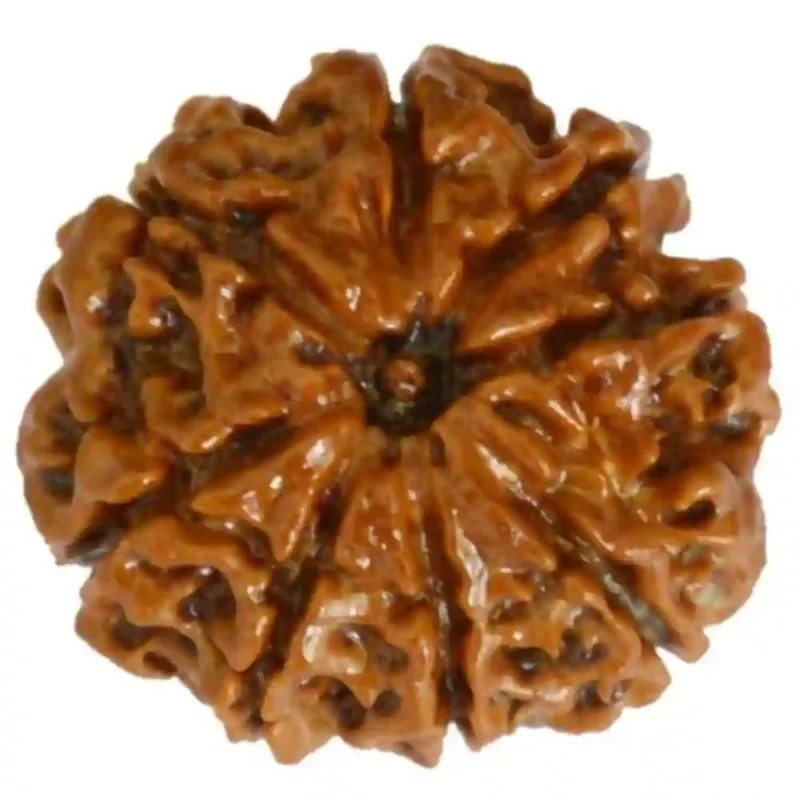 CRYSTCOP - 8 MUKHI RUDRAKSHA