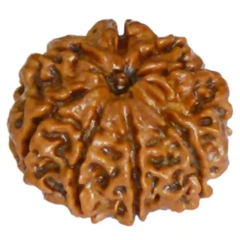 CRYSTCOP - 8 MUKHI RUDRAKSHA