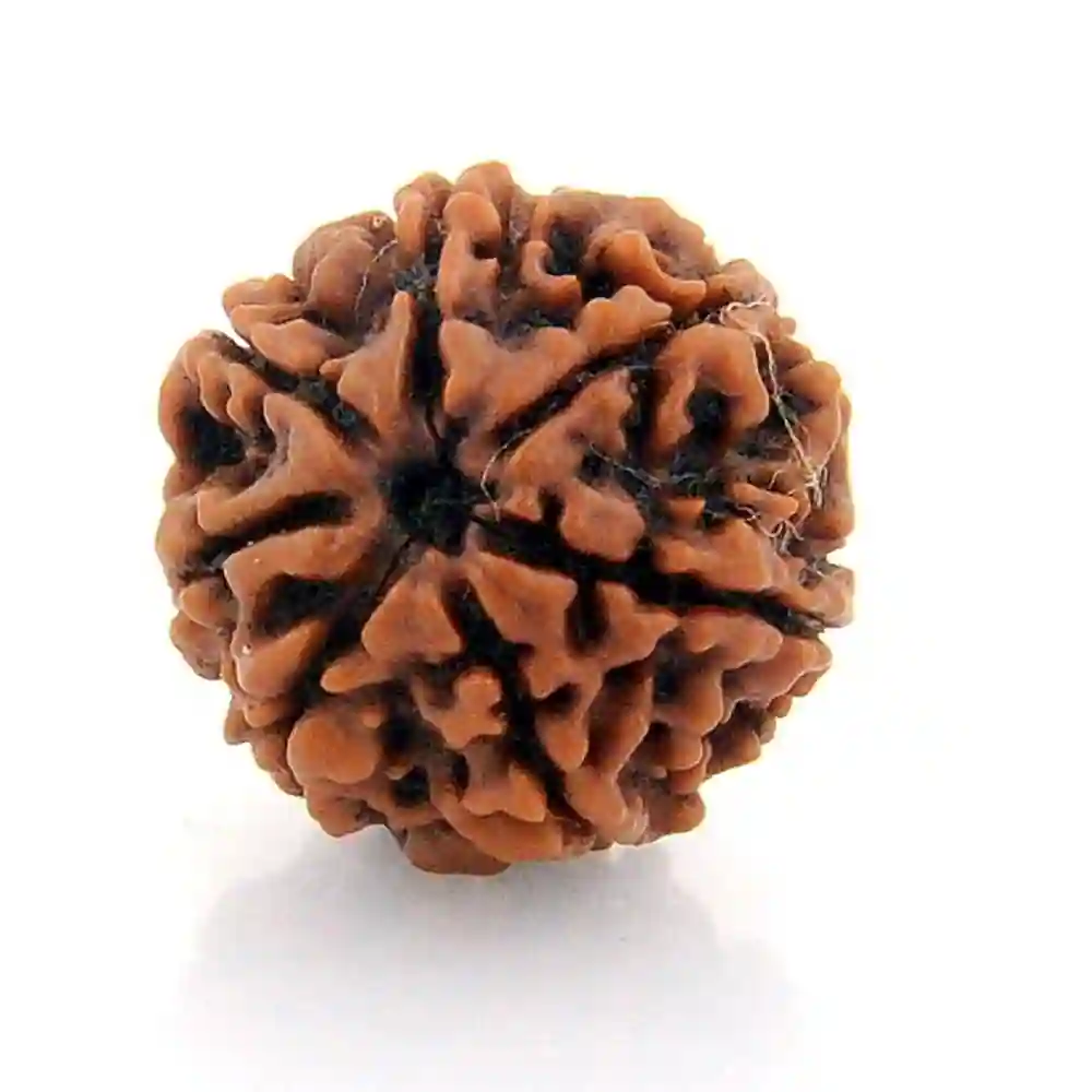 CRYSTCOP - 7 MUKHI RUDRAKSHA