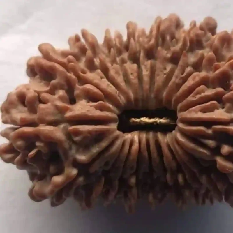 CRYSTCOP - 20 MUKHI RUDRAKSHA