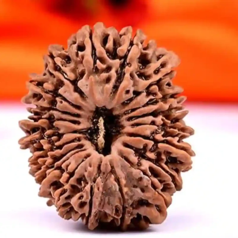 CRYSTCOP - 20 MUKHI RUDRAKSHA