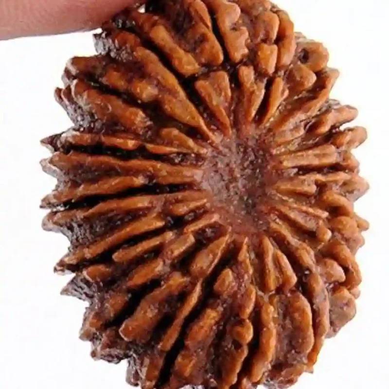 CRYSTCOP - 21 MUKHI RUDRAKSHA